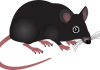 Best Mice Exterminator Phoenix, AZ Professionals to Get Rid Of Mice in Homes