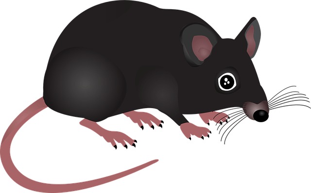 mouse, home, animal