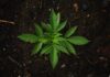 Best White Label Hemp Products to Start Your CBD Brand