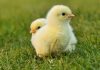 The Ultimate Guide For Raising Backyard Chicken
