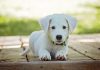 Best Dog Breeds for Keeping As A Pet