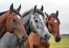 What Are The Health-Related Advantages Of CBD Oil For Horses?