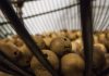 5 Things You Don’t Know About Bingo