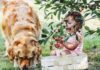 Human Food: What Dogs Can Eat And Should Avoid