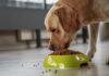 Nutrition Tips to Avoid Obesity on Dogs