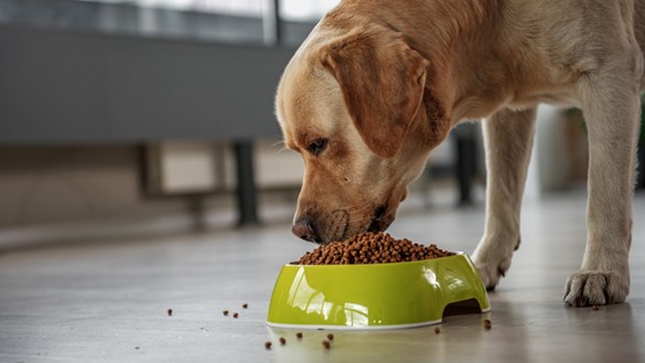 dog-eating-out-of-bowl
