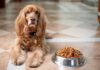 8 Ways to Show Love to Your Dog