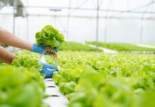 Best plants to grow hydroponically in an Indoor set up