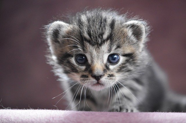 cat baby, kitten, cat cat baby, kitten, cat