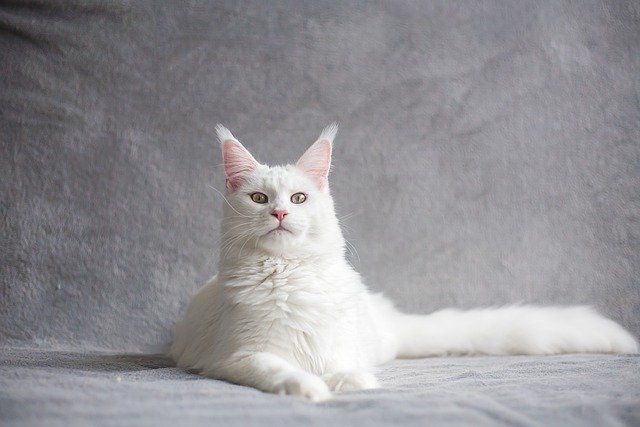 maine coon, cat, pet maine coon, cat, pet