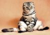 How to Take Care of Your Furry Friend: 6 Tips!