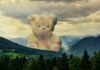 How to Clean a Giant Teddy Bear?