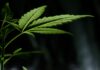 How THC-O Distillate Is Made macro photography of green leaf