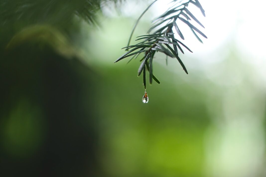 Photo by Ed Leszczynskl water dew on green leaf