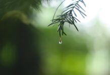 5 Easy Ways to Save Water on Field water dew on green leaf