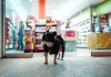 How to Organize Logistics for Pet Shop? black dog walking in front of store