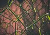 MNCs That Are Partnering Up With Blockchain Technology green and black rope