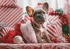 How to Reduce Stress and Anxiety for Your Pets During the Holiday Season brindle French bulldog puppy in Santa hat