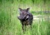 Our Favourite PC Games For Animal Lovers