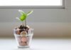 6 Reasons to Open Up a High Interest Savings Account green plant in clear glass cup