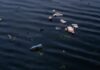 Creative Ways to Reduce Water Pollution, A Guide For Kids white and brown duck on water