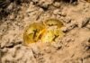 What Should Future Generations Know About Bitcoin? three Bitcoins on soil