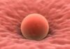 The Journey Of Donor Eggs: A Pathway To Parenthood