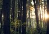 The Environmental Impact of Business Management Software: A Closer Look tree trunk