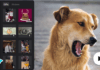 Creating Pawsome Pet Videos with CapCut: A Step-by-Step Guide