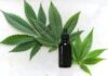 Profitable Potentials: Tapping into the Growing CBD Tea Wholesale Market green cannabis leaves and black glass drops bottle
