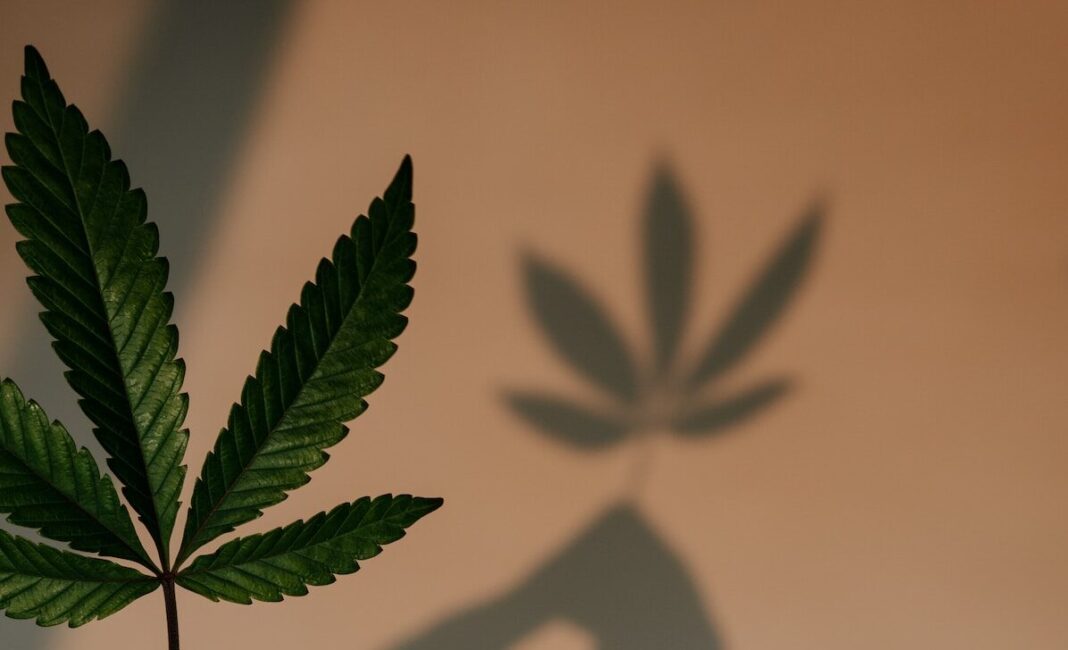 a person holding a green leaf in their hand