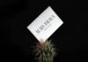 Stay Ahead of the Curve: 7 Reasons Every Professional Should Explore Digital Business Cards happy birthday greeting card with green plant