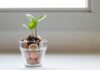 Smart Financial Choices in Your 20s green plant in clear glass cup