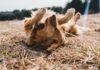 How CBD Treats for Dogs Can Support Joint Health: Explained adult gold golden retriever lying on floor