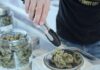 Types of Cannabis and The Right One for You