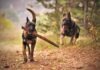 The Benefits of Using CBD Balm for Dogs: Relieving Joint Pain and Anxiety Two Adult Black-and-tan German Shepherds Running on Ground