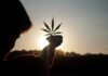 Finding Your New Favorite: Your Guide to the Best Terpenes person holding white flower during sunset