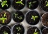 The Benefits of Planting Your Own Organic Garlic Seeds green leafed seedlings on black plastic pots