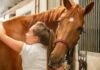 Exploring the Future of Animal Care: The Rising Importance of Equine Studies Courses woman in white crew neck t-shirt standing beside brown horse during daytime