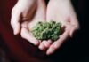 Decoding the Effects: A Guide to Selecting Cannabis Strains for Personalized Experiences Kush in Close-up Photography