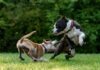 Bitten in the Windy City? A Guide to Choosing the Best Chicago Dog Bite Lawyer two short-coated brown and black dogs playing