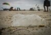Beach Cleanup Initiatives: Vikki Gerrard La Crosse WI Discusses Protecting Marine Life and Coastal Communities clear plastic bottle close-up photography