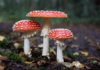 7 Ways Mushrooms Can Enhance Your Healthy Diet