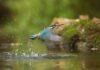 The Role of Green Bonds in Protecting Wildlife A vibrant kingfisher captured mid-flight creating splashes over clear water.