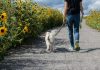 Client Trust and Liability: The Role of Insurance in Dog Walking man in blue t-shirt and blue denim jeans walking with white dog on road during