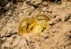 three Bitcoins on soil