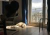 a dog laying on the floor in front of a window