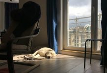 Fun Ways People Are Turning Their Dogs Into Custom Air Fresheners a dog laying on the floor in front of a window