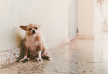 How to Prepare Your Home for a Rescue Dog brown and white short coated small dog lying on floor