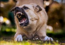 The Legal Aftermath Of Dog Bites In Fort Wayne: What Victims Often Overlook Close-up of a snarling dog showing its teeth in an outdoor environment.
